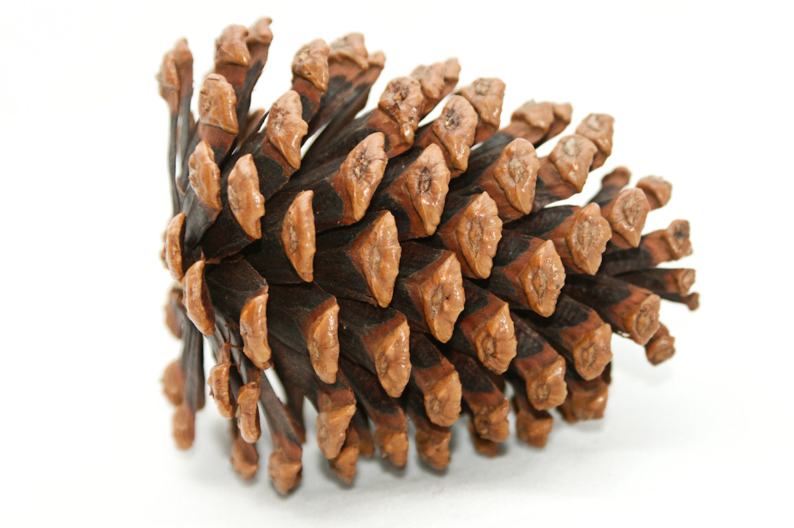 Pine Cone 4 - Pine Cone Clip Art