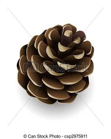... pine cone isolated - single pine tree cone isolated... ...
