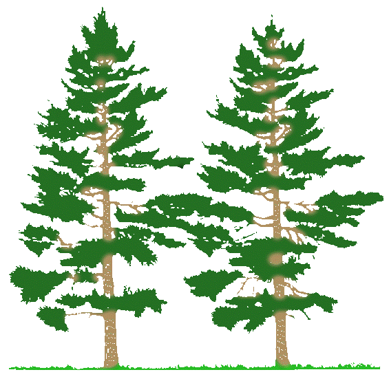 Pine Tree Silhouette Clip Art
