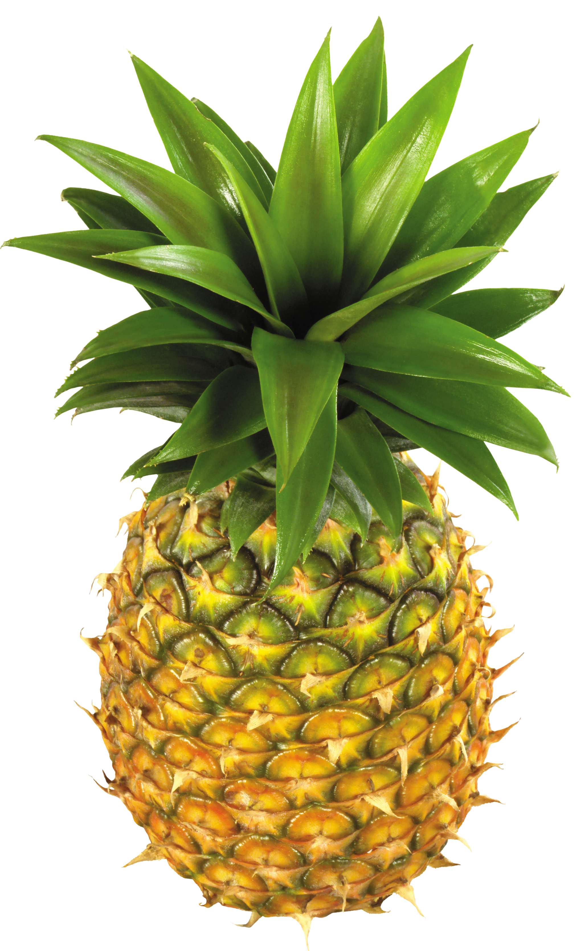 pineapple clip art free clipart images pineapple 2