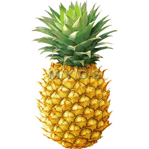 Pineapple grows best under un - Clipart Pineapple