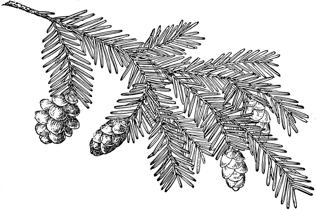 Pinecone Clip Art | Pine Cone of Western Hemlock | ClipArt ETC | Clip Art | Pinterest | Trees, A tree and How to draw
