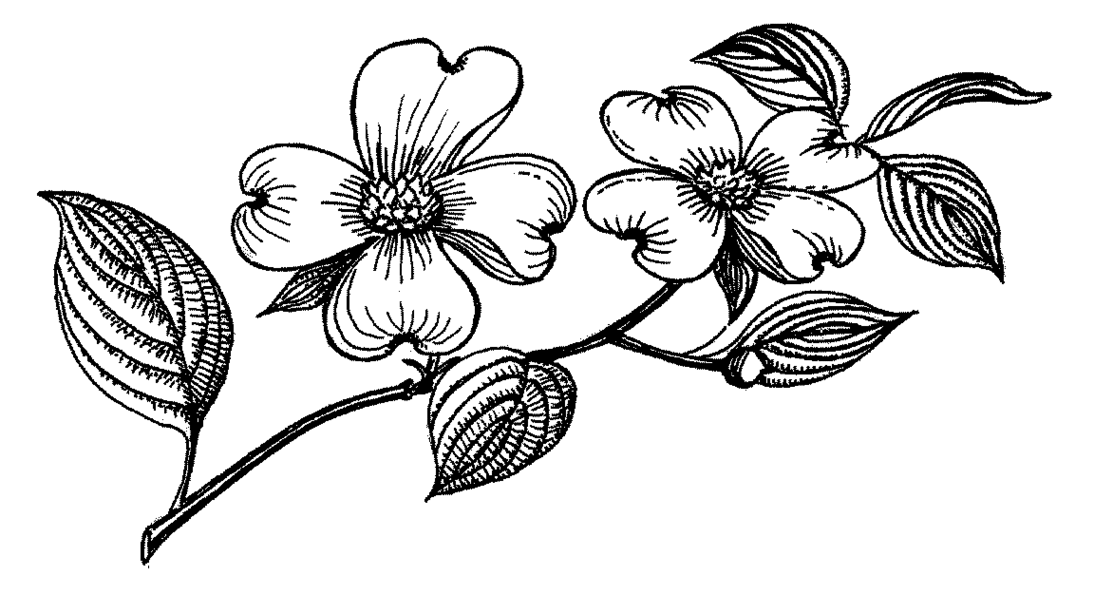 Dogwood Flower Clip Art Clipa