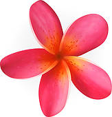 Pink Plumeria Flower Isolated On White Royalty Free Clip Art