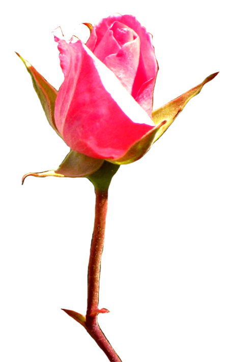 ... pink rose bud clip art