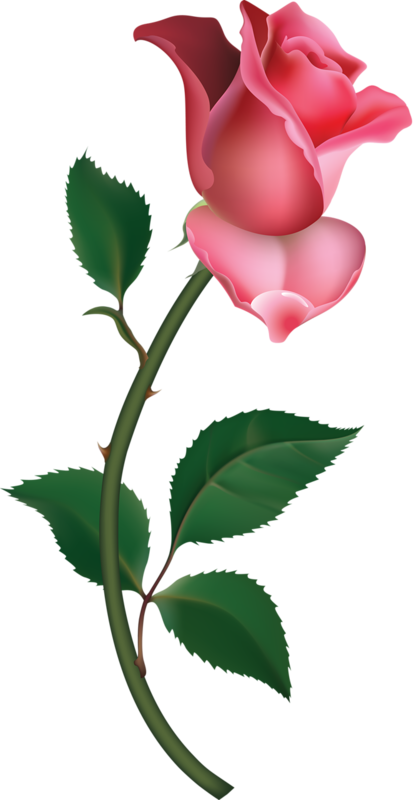 Pink Rose Clip Art - Pink Rose Clip Art