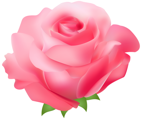 Pink Rose PNG Transparent Cli - Pink Rose Clip Art