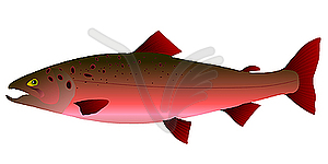 Pink salmon clipart - ClipartFest