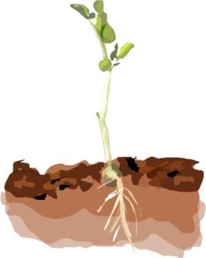 Plant in Soil Clip Art