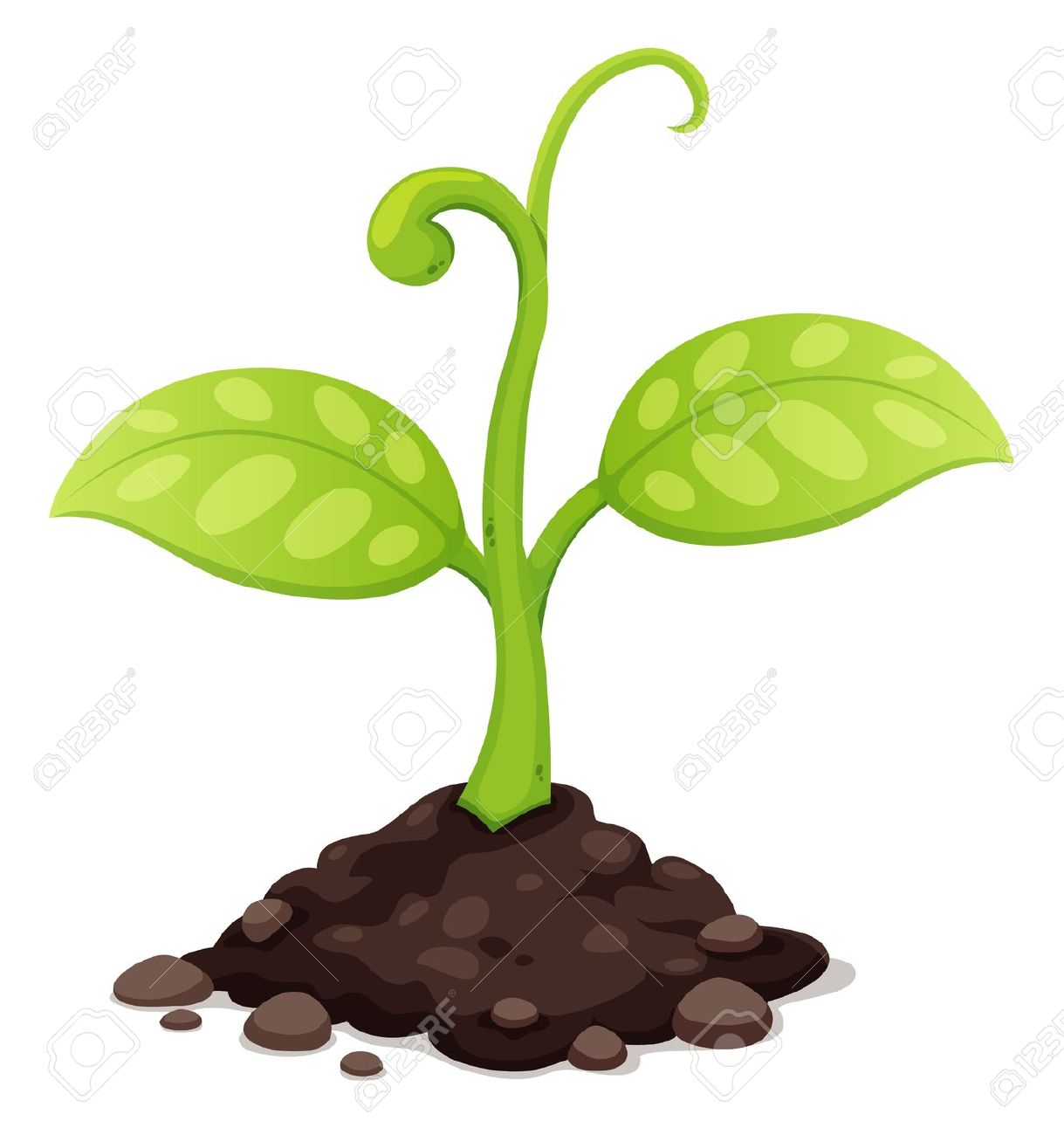 Plant in Soil Clip Art
