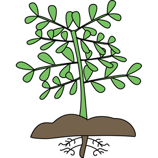 Plant Clipart