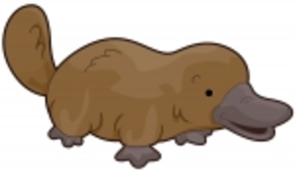 3 Platypus Coloring Pages | F