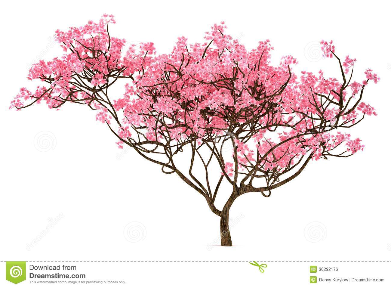 Plum Blossom Tree Clip Art. Sakura tree isolated Royalty .