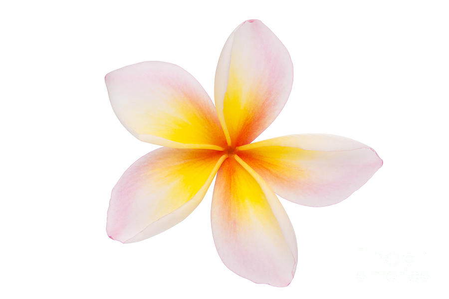 Plumeria Free Images At Clker