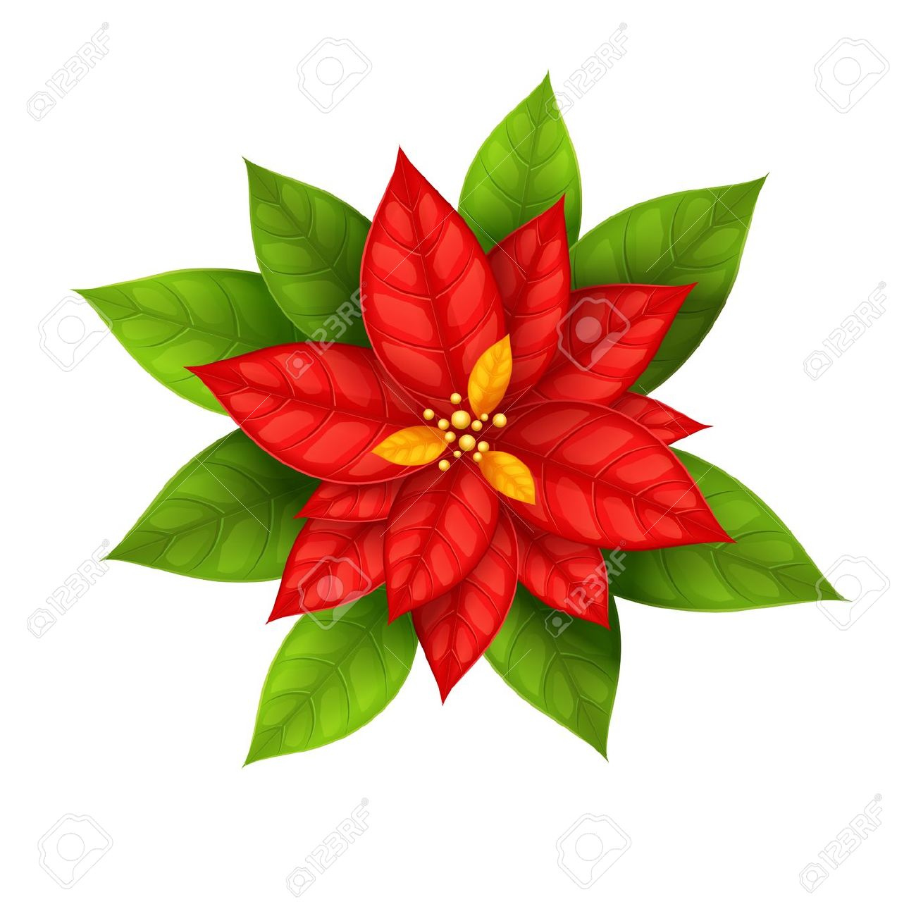 poinsettia: Red Christmas Star flower poinsettia isolated on white background - eps10 vector illustration
