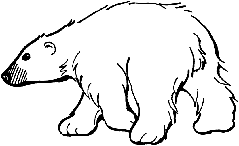 Polar-Bear