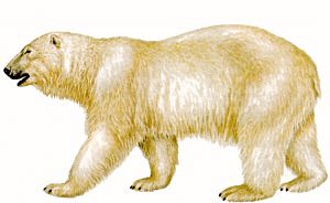 Polar-Bear - Polar Bear Clipart Free