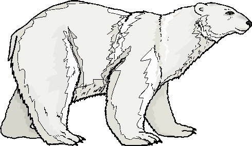 Polar bear winter clipart cli