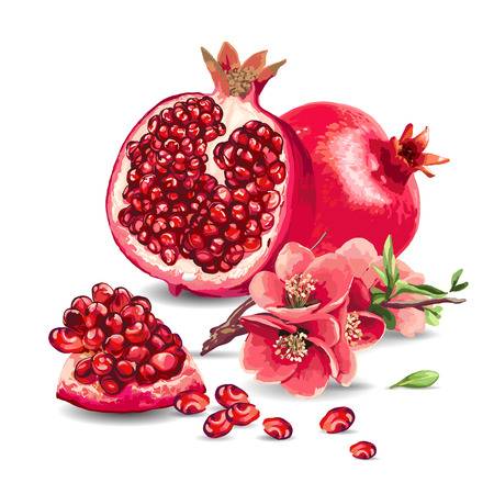 Fruit Pomegranate and pink flowers on a white background. Isolated element.