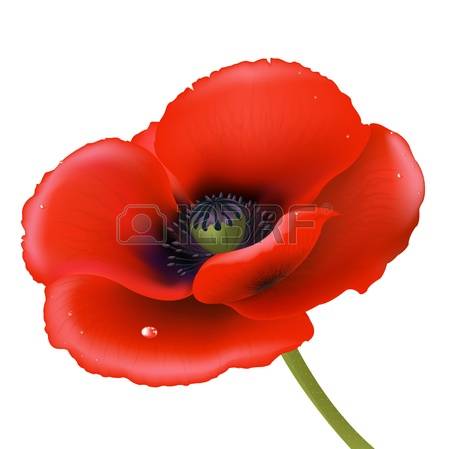poppy: Red Poppy, Isolated On White Background Illustration