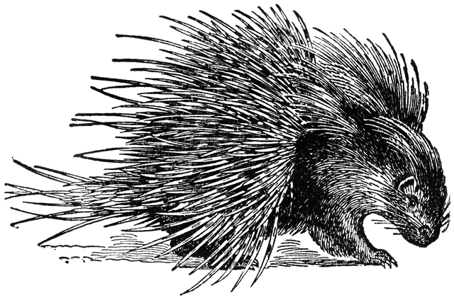 Porcupine Clip Art - Porcupine Clipart