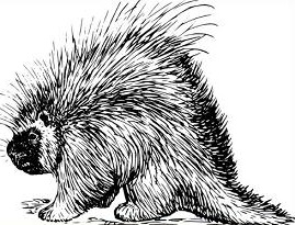 porcupine - Porcupine Clipart