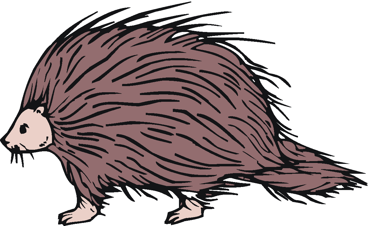 porcupine clipart 
