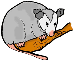 possum clipart - Possum Clipart