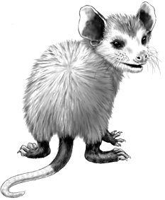 Possum Clip Art | Cartoon Opossum Clip Art