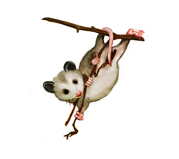 Watercolor hanging possum digital nature print by clipart