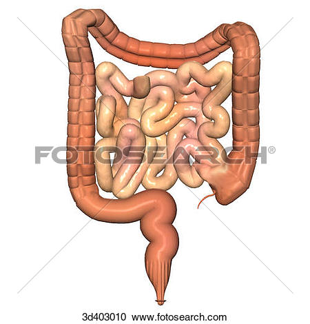 Posterior view of the colon, small intestines, and rectum.