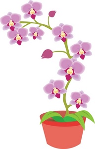 Potted Orchid Clipart