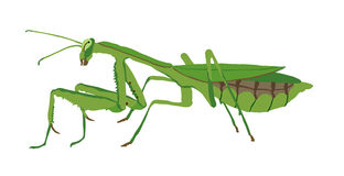 praying mantis clip art #10