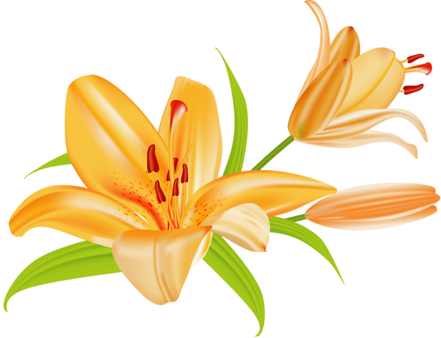 Pretty Flower Clip Art - Lily Clipart