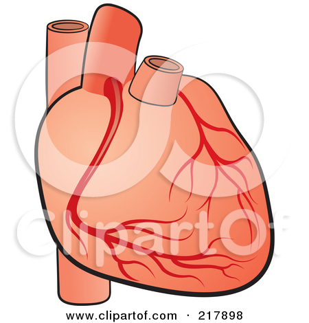 Preview Clipart · Human Heart .