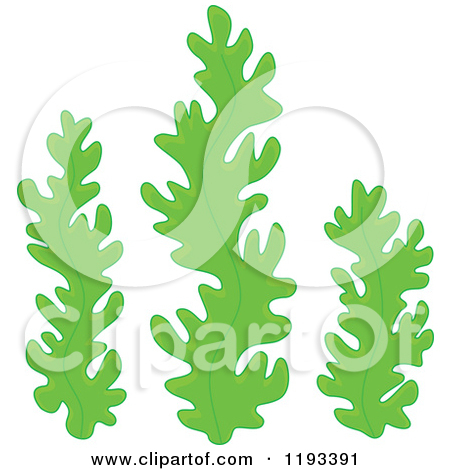 Preview Clipart - Seaweed Clip Art
