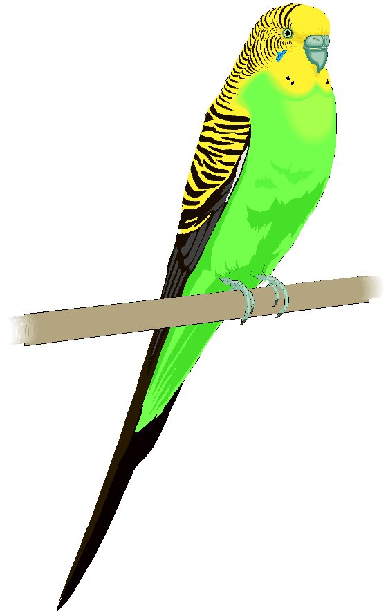 Previous Next Index Original  - Parakeet Clipart