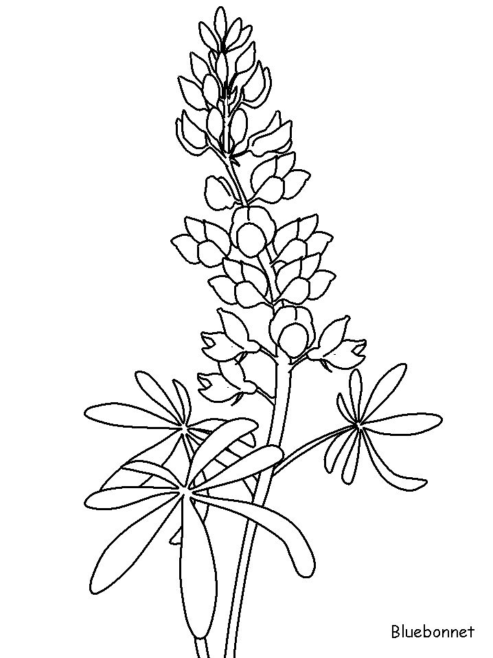 Printable Bluebonnet Flowers Coloring Pages u0026amp; coloring book for kids of all ages.