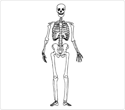 Professional Medical Cliparts - Clipart Skeleton