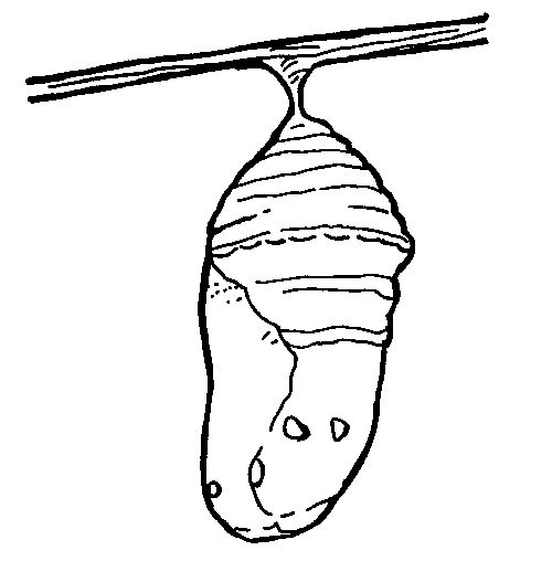 pupa stage