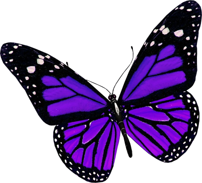 Free Beautiful Purple Butterf
