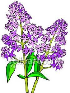 Purple Lilac Flowers Royalty Free Clipart Picture