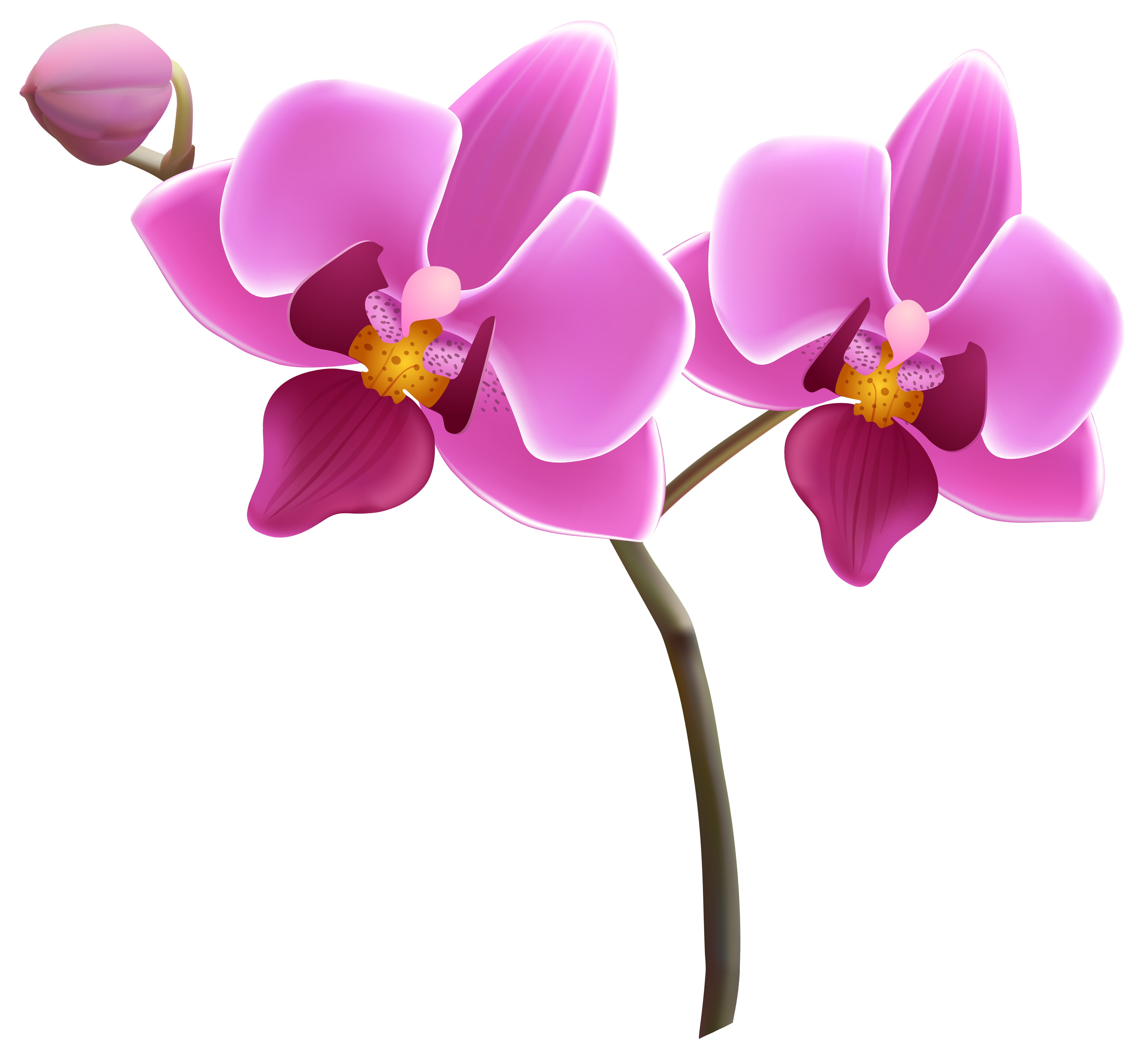 Purple Orchid PNG Clipart .