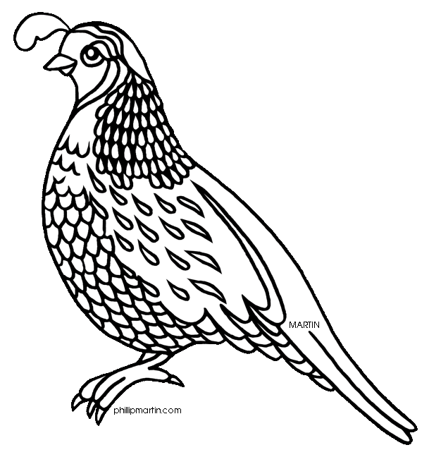 quail clipart black and white