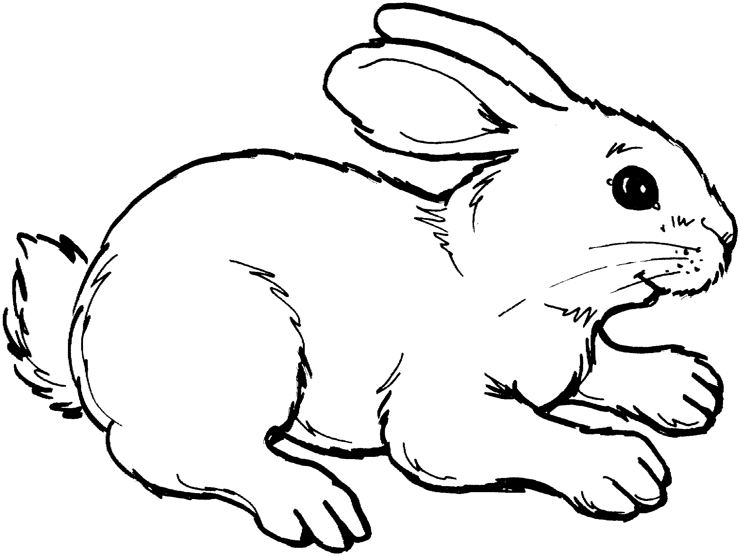 Bunny black and white rabbit black and white clipart