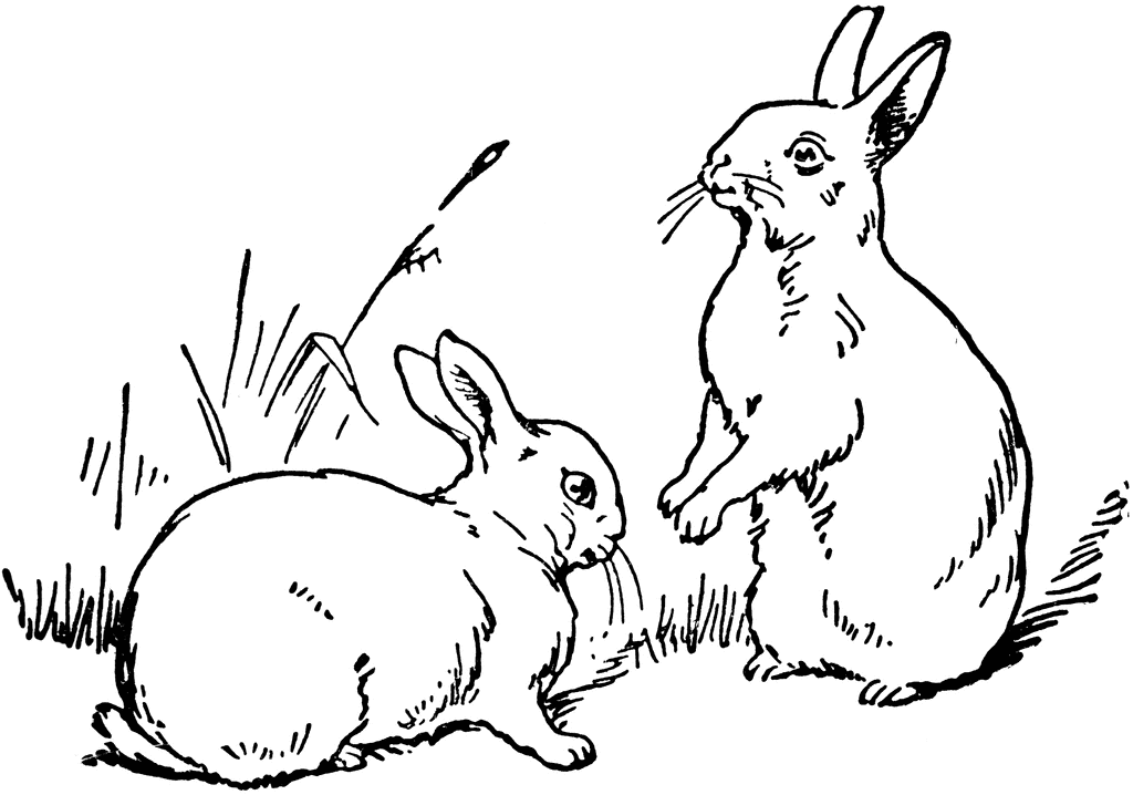 rabbit clipart black and white rabbit black and white white rabbit clipart  wikiclipart science clipart