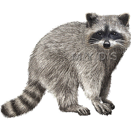 Raccoon clipart 5 - Raccoon Clip Art