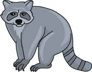 Raccoon Size: 38 Kb - Raccoon Clip Art