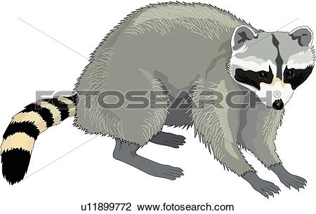 Freebie raccoon clip art barb