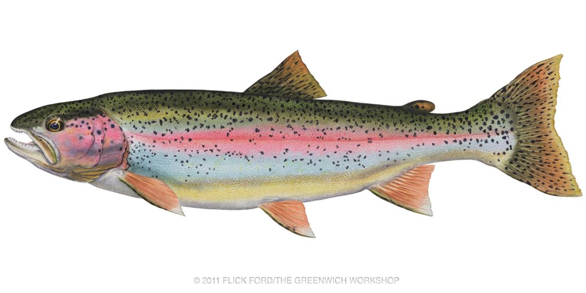 Free Rainbow Trout Clipart Fr